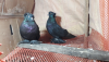 Black House Pigeon